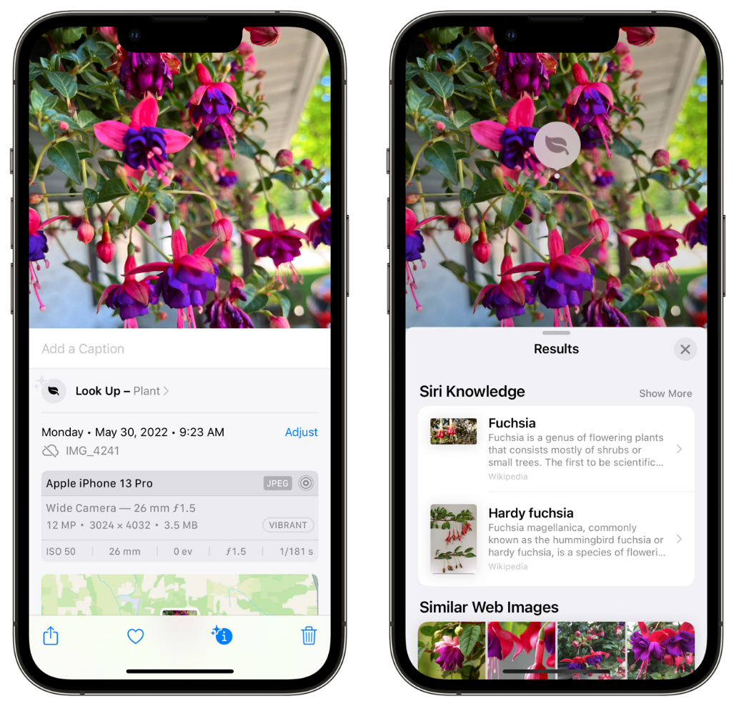 禄丰苹果手机维修分享小技巧：使用 iPhone 相机识别花卉植物 